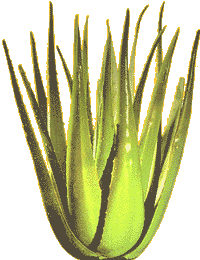Aloe vera
