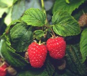 Himbeere