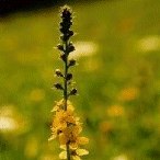 Agrimoni 