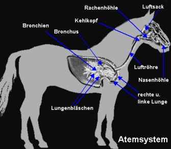 Das Atemsystem