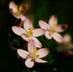 Centaury 