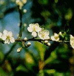 Cherry Plum 