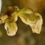Chestnut Bud