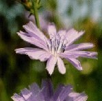 Chicory 