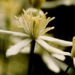 Clematis 