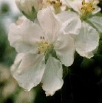 Crab Apple 
