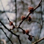 Elm 