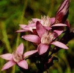 Gentian 