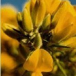 Gorse