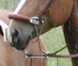 Hackamore-richtig angebracht-
