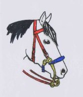 Hackamore