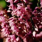 Heather