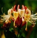 Honeysuckle