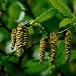 Hornbeam 