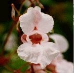 Impatiens 