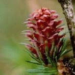 Larch