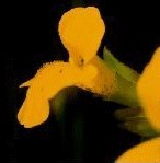 Mimulus 