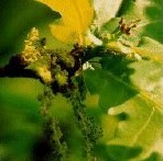 Oak