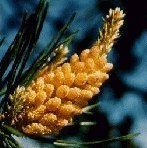 Pine