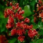 Red Chestnut 