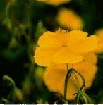 Rock Rose 