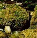 Rock Water