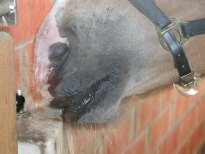 Hella am Leckstein