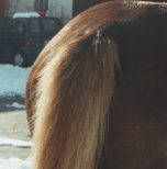 Schweif