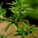 Scleranthus 