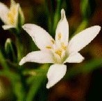 Star of Bethlehem 