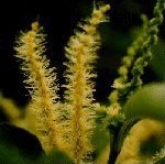 Sweet Chestnut 