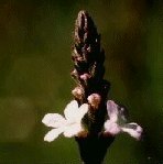 Vervain 