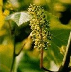 Vine
