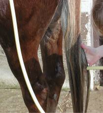 Schweif waschen
