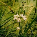 Water Violet 