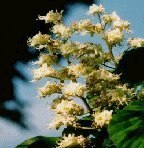 White Chestnut 