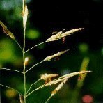 Wild Oat 