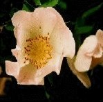 Wild Rose 