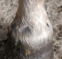 Egel1