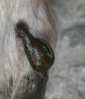 Egel4