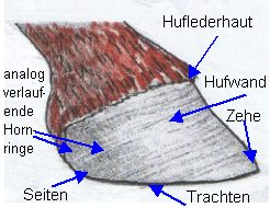 Hufbeschreibung