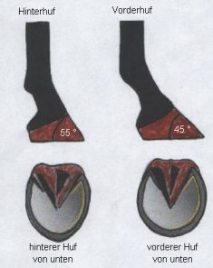 Huf von der Seite und unten