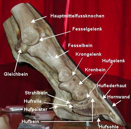Knochen